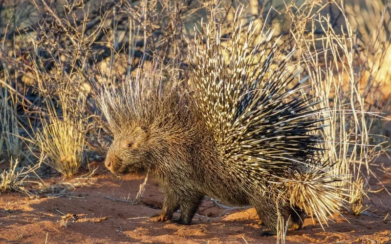 Beautiful White Crested African Porcupine