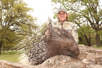 White Crest African porcupine