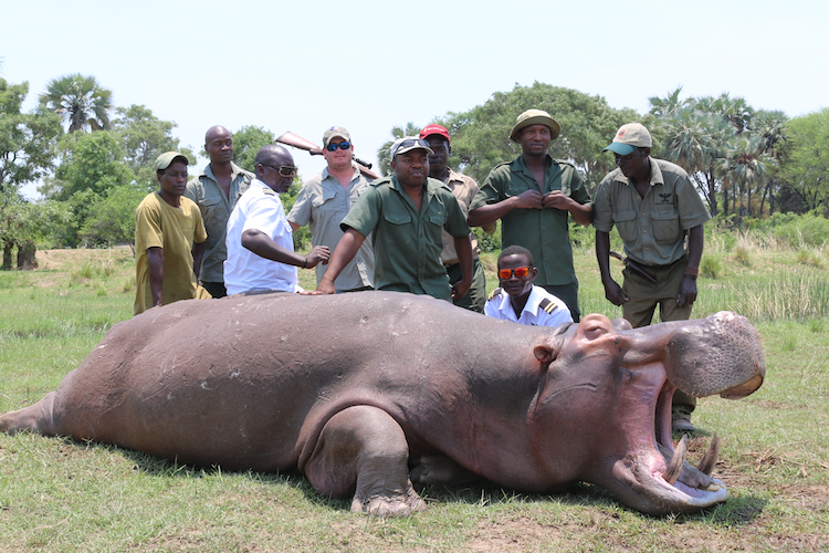 Hippo Hunting
