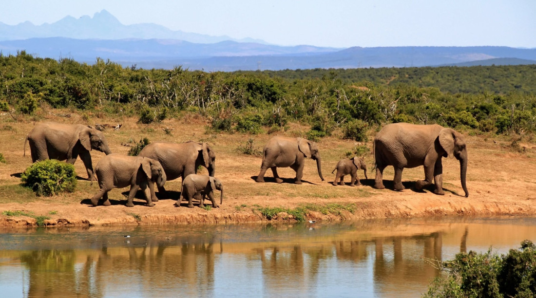 Elephant Hunting