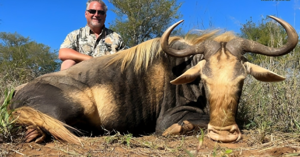 Kings Wildebeest Hunting