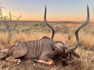 kudu trophy horns