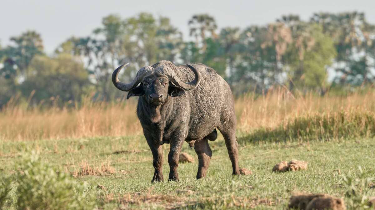 cape buffalo